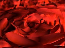 ������������� �����������