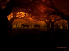 ����������� ������ ��������